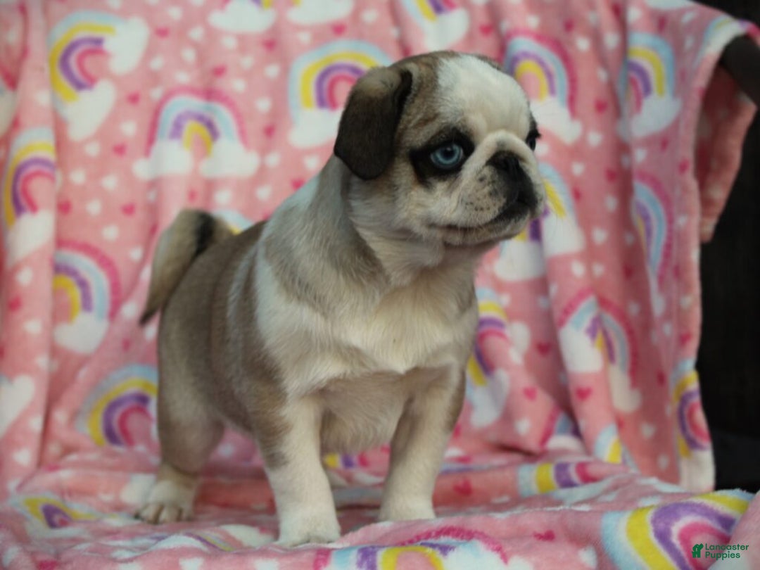 Pug dogs for sale: Sharon - Ad 2