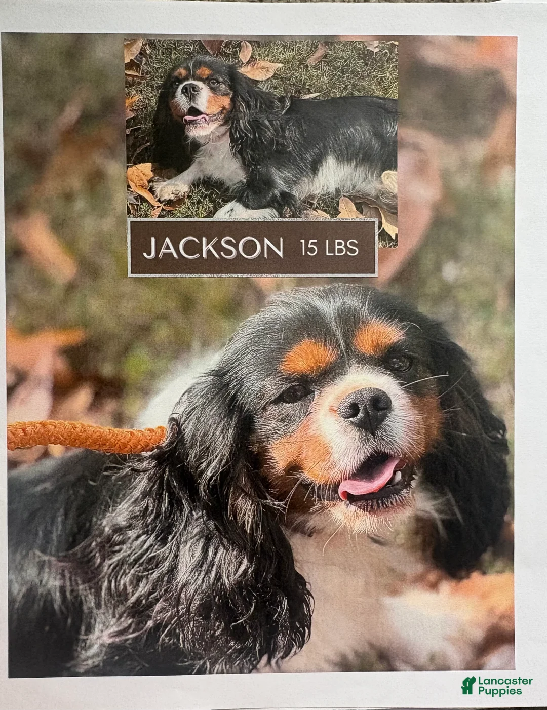 Cavalier King Charles Spaniel dogs for sale: Cavalier King Charles Spaniel Puppy 5 - Ad 2