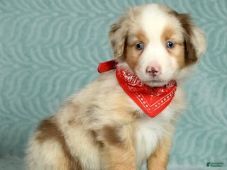 Australian Shepherd dogs Cash - Ad 13
