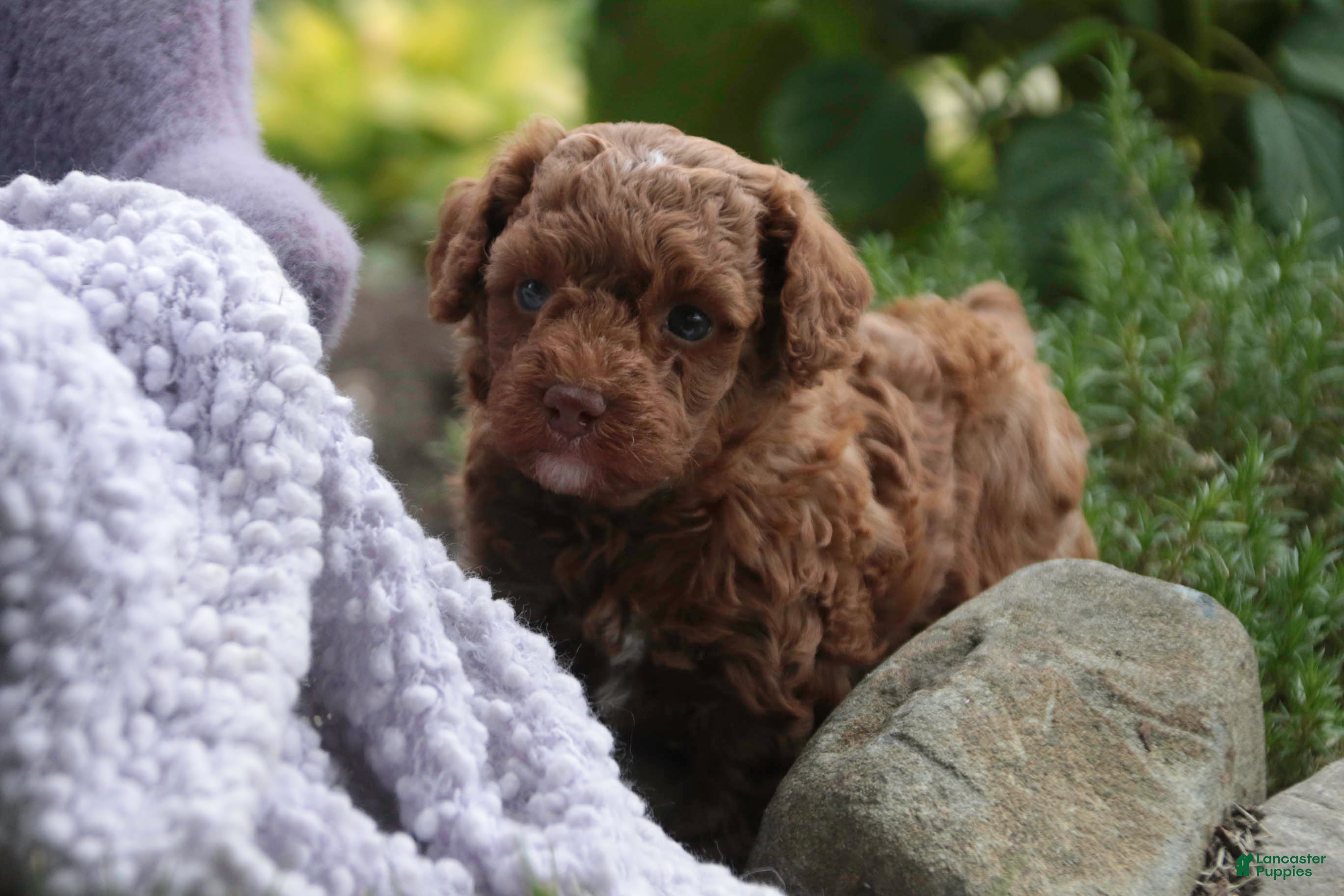 Miniature Poodle dogs Zena - Ad 2