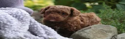 Miniature Poodle dogs for sale: Zena - Ad 2