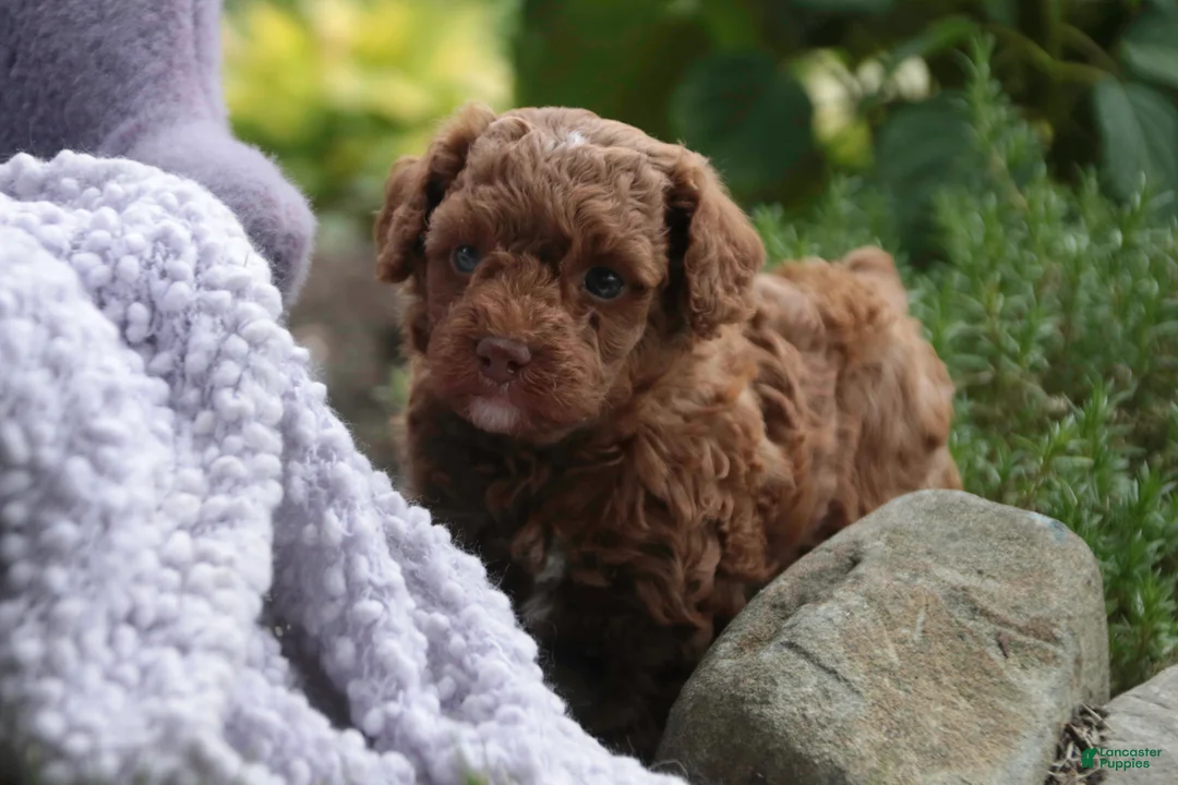 Miniature Poodle dogs for sale: Zena - Ad 2