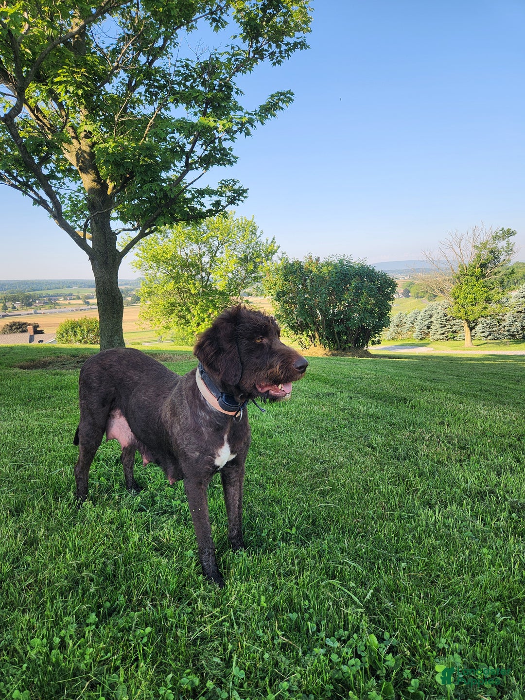 Labradoodle dogs for sale: Alexander - F1B - Ad 4