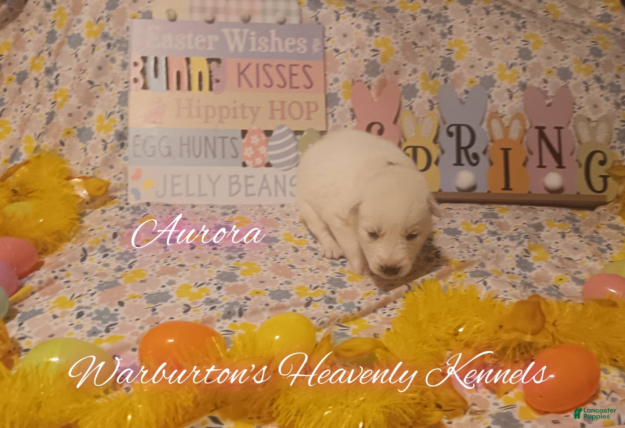 Siberian Husky dogs Siberian Husky Puppy 1 - Ad 3