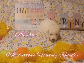 Siberian Husky dogs Siberian Husky Puppy 1 - Ad 28