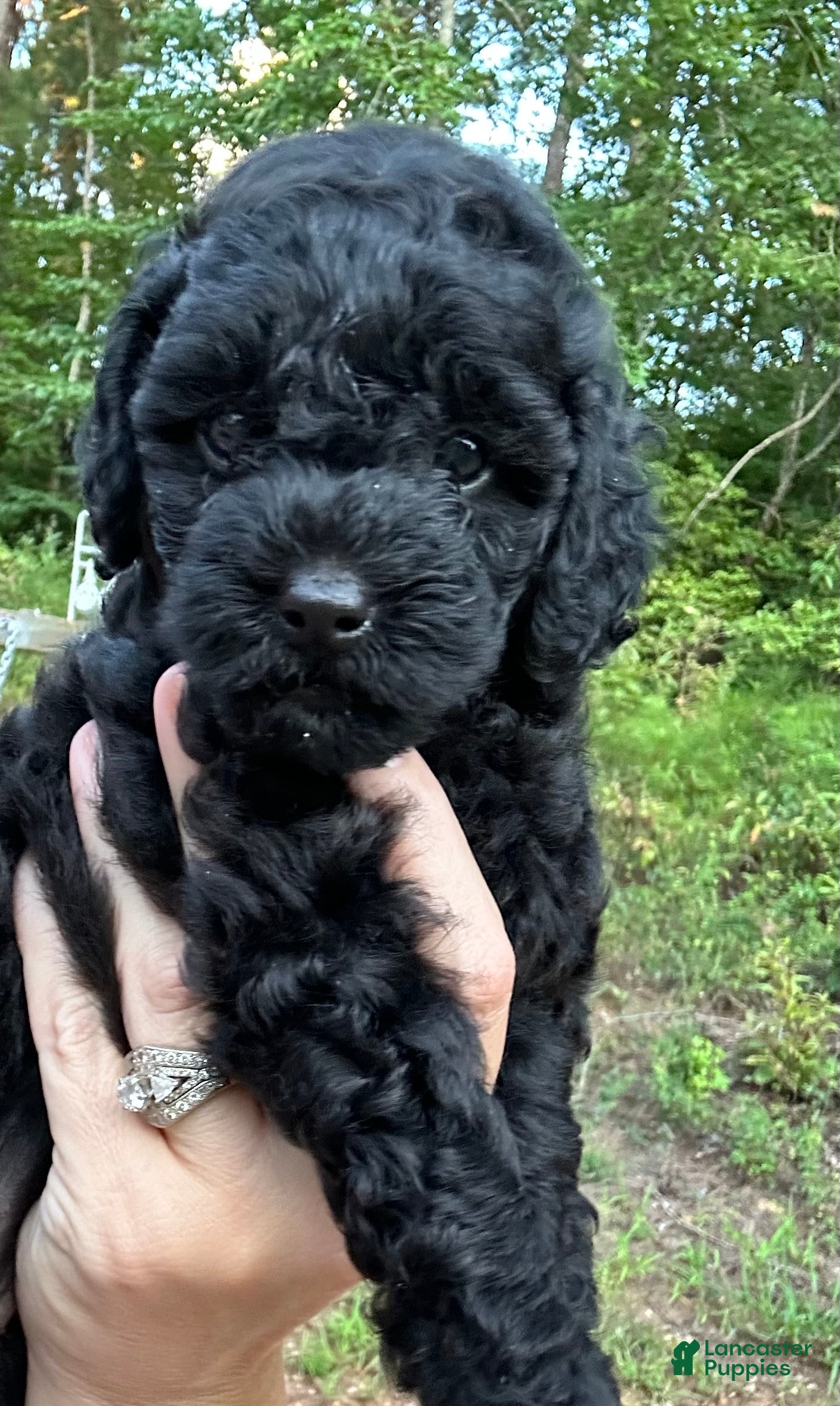 Toy Poodle dogs Jade - Ad 2