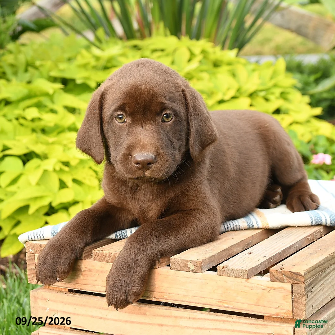 Labrador Retriever dogs for sale: Layla - Ad 3