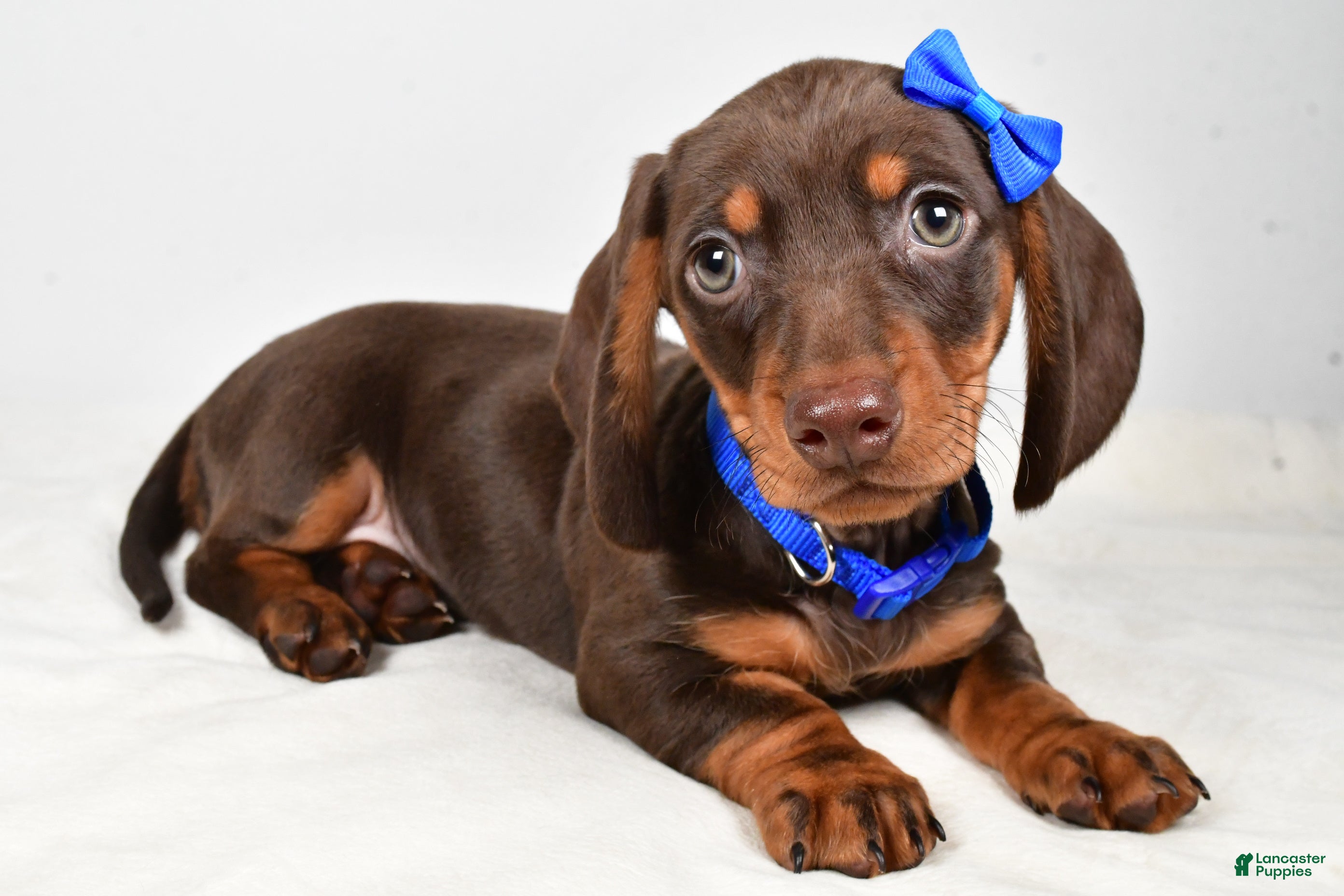 Miniature Dachshund dogs Kendall - Ad 2