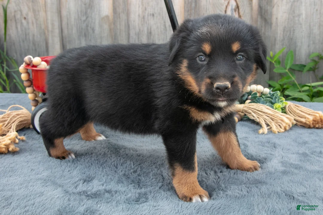 Mixed Breed dogs for sale: Getty - Ad 2