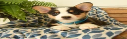 Welsh Corgi Pembroke dogs for sale: Chuck - Ad 4