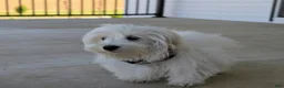 Maltese dogs for sale: Hale 7 lbs Full Grown - Ad 5