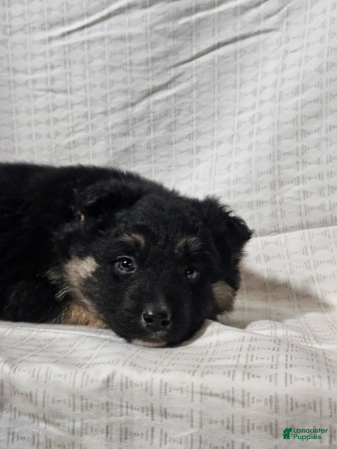 Mixed Breed dogs for sale: Brady - Ad 10