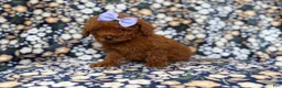 Mini Goldendoodle dogs for sale: Sasha - Ad 6