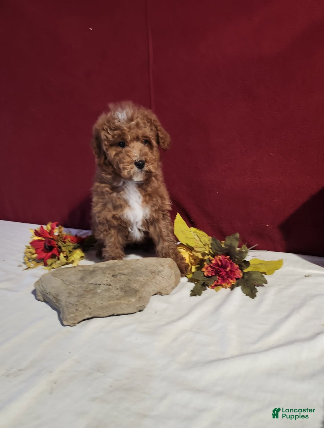 Mini Goldendoodle dogs for sale: Derrick - Ad 5