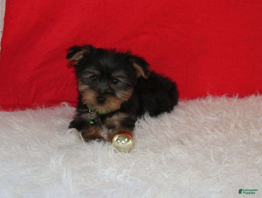 Yorkshire Terrier dogs for sale: Dustin - Ad 3