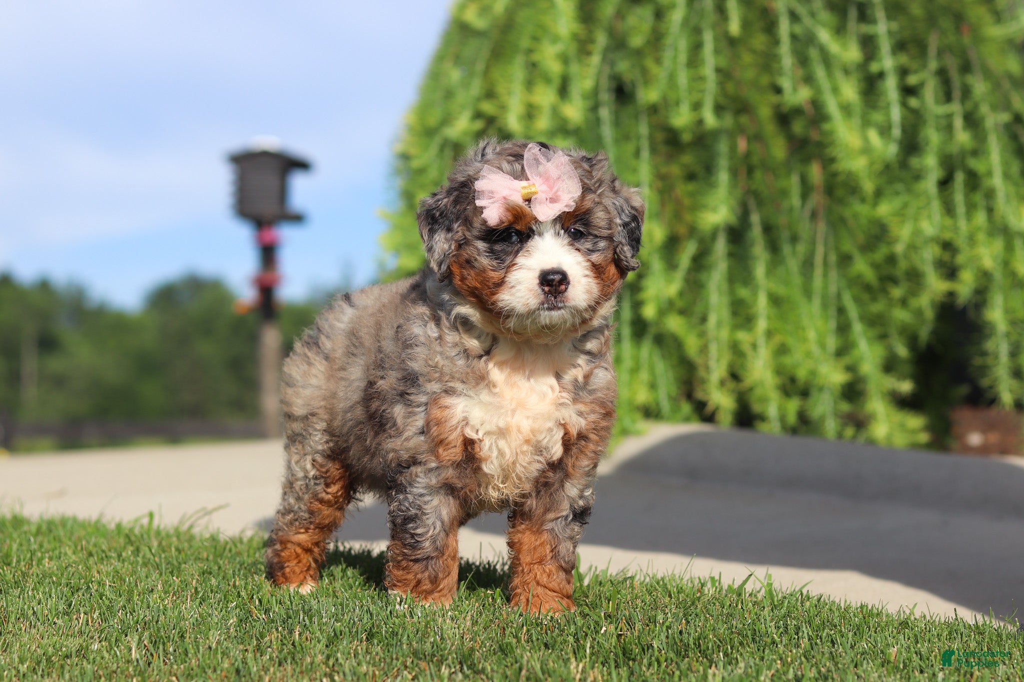 Mini Bernedoodle dogs Butter - Ad 1
