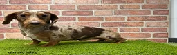 Dachshund dogs for sale: Loki - Ad 4
