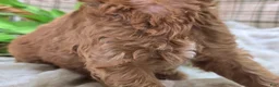 Cockapoo dogs for sale: Cashmere - Ad 15