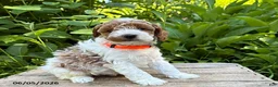 Goldendoodle dogs for sale: Alex - Ad 3