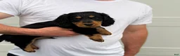 Dachshund dogs for sale: Duke, longhaired Dachshund  - Ad 2