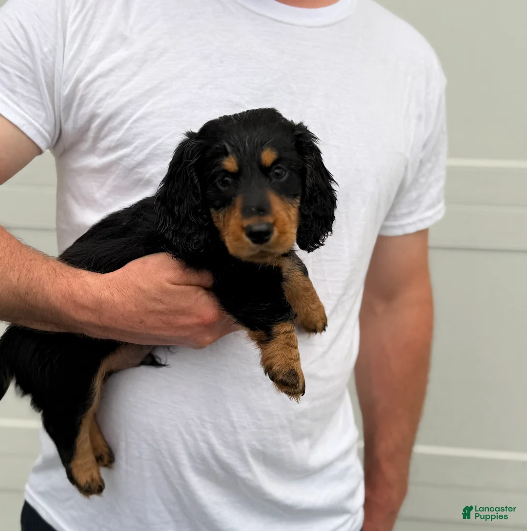 Dachshund dogs for sale: Duke, longhaired Dachshund  - Ad 2