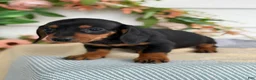 Miniature Dachshund dogs for sale: Janie - Ad 17