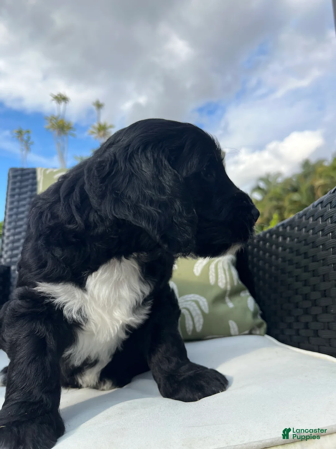 Goldendoodle dogs for sale: Jerry - Ad 4