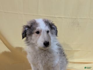 Mixed Breed dogs Mixed Breed Puppy 5 - Ad 38