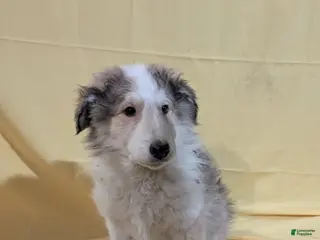 Mixed Breed dogs Mixed Breed Puppy 5 - Ad 41