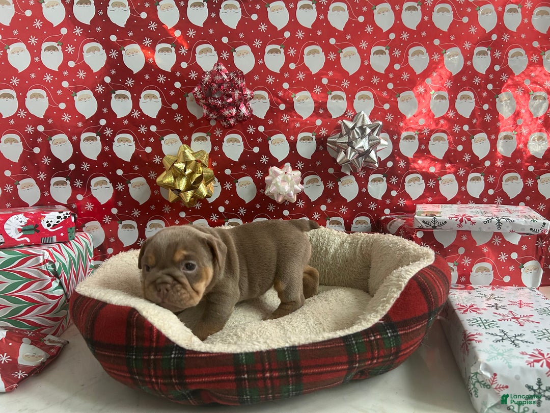 English Bulldog dogs for sale: Piper - Ad 7