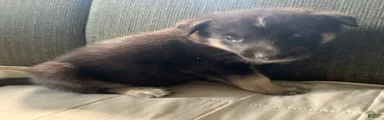Gerberian Shepsky 2