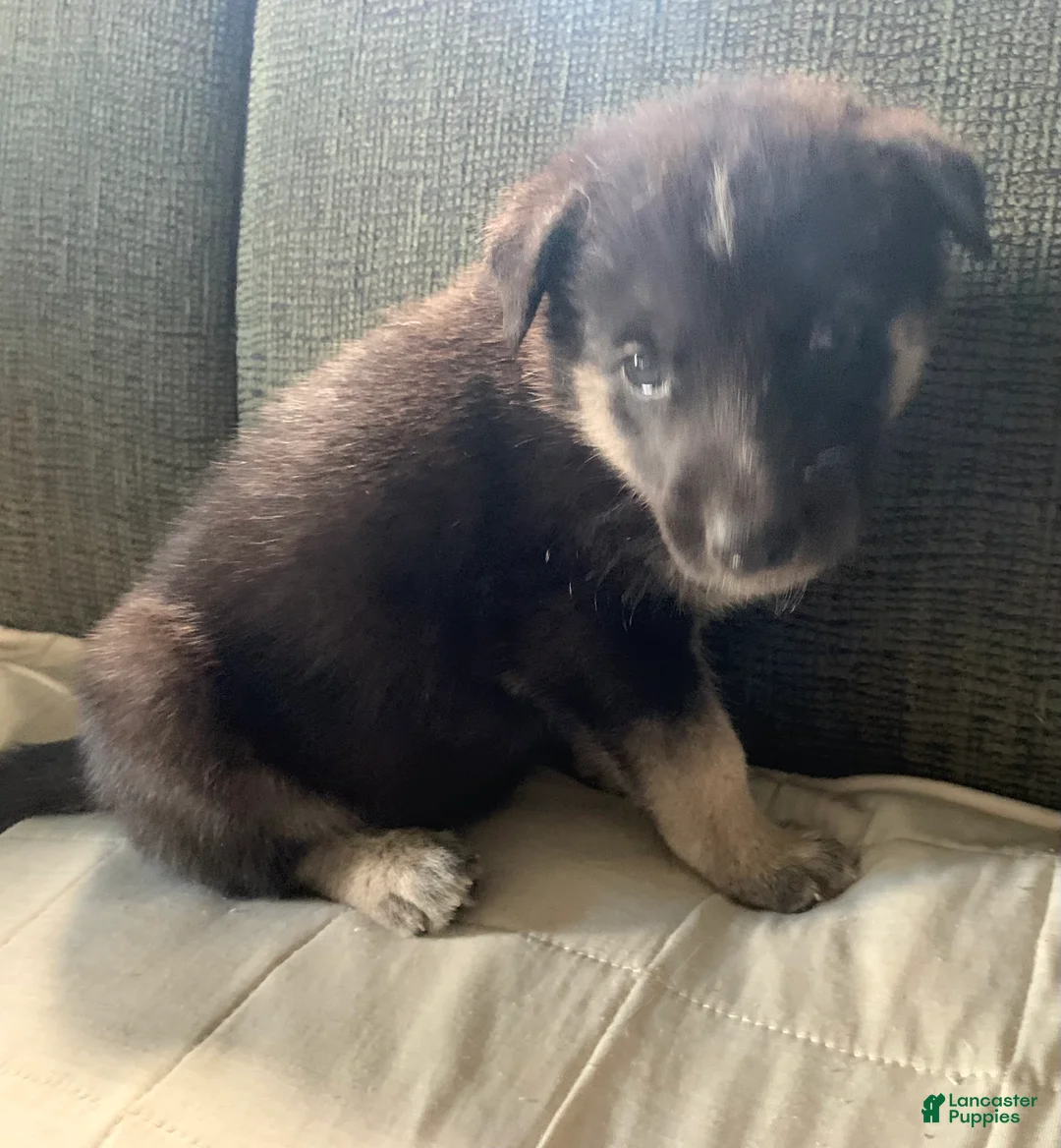 Gerberian Shepsky dogs for sale: Gerberian Shepsky 2 - Ad 1