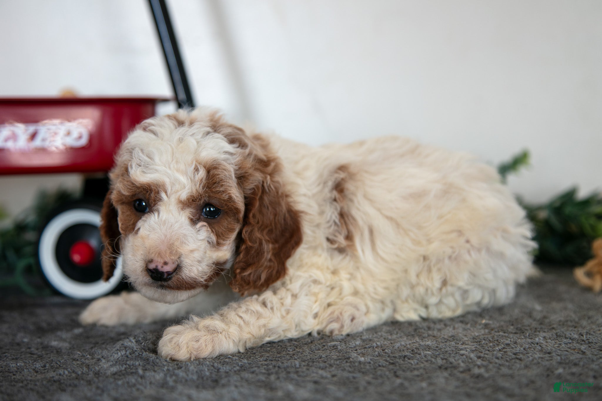 Miniature Poodle dogs Freya - Ad 1