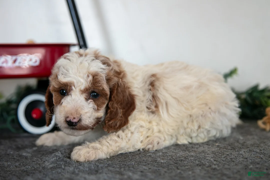 Miniature Poodle dogs for sale: Freya - Ad 1