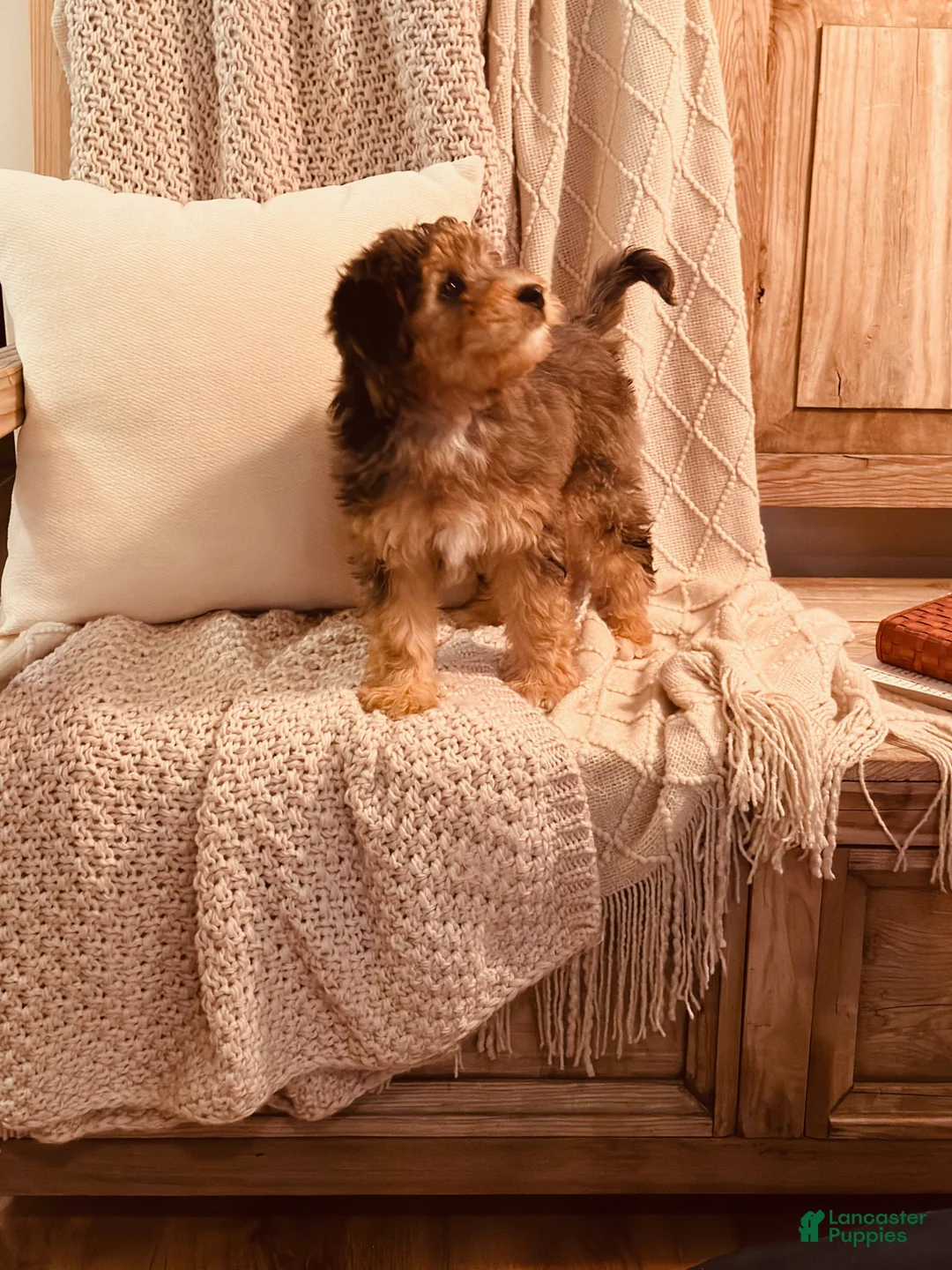 Bernedoodle dogs for sale: Eloise, A Beautiful Tri-color Merle, Tan, & White Girl - Ad 9
