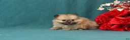 Pomeranian dogs for sale: Valentino - Ad 2