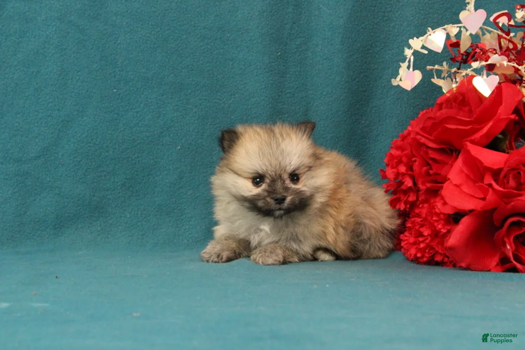 Pomeranian dogs for sale: Valentino - Ad 2