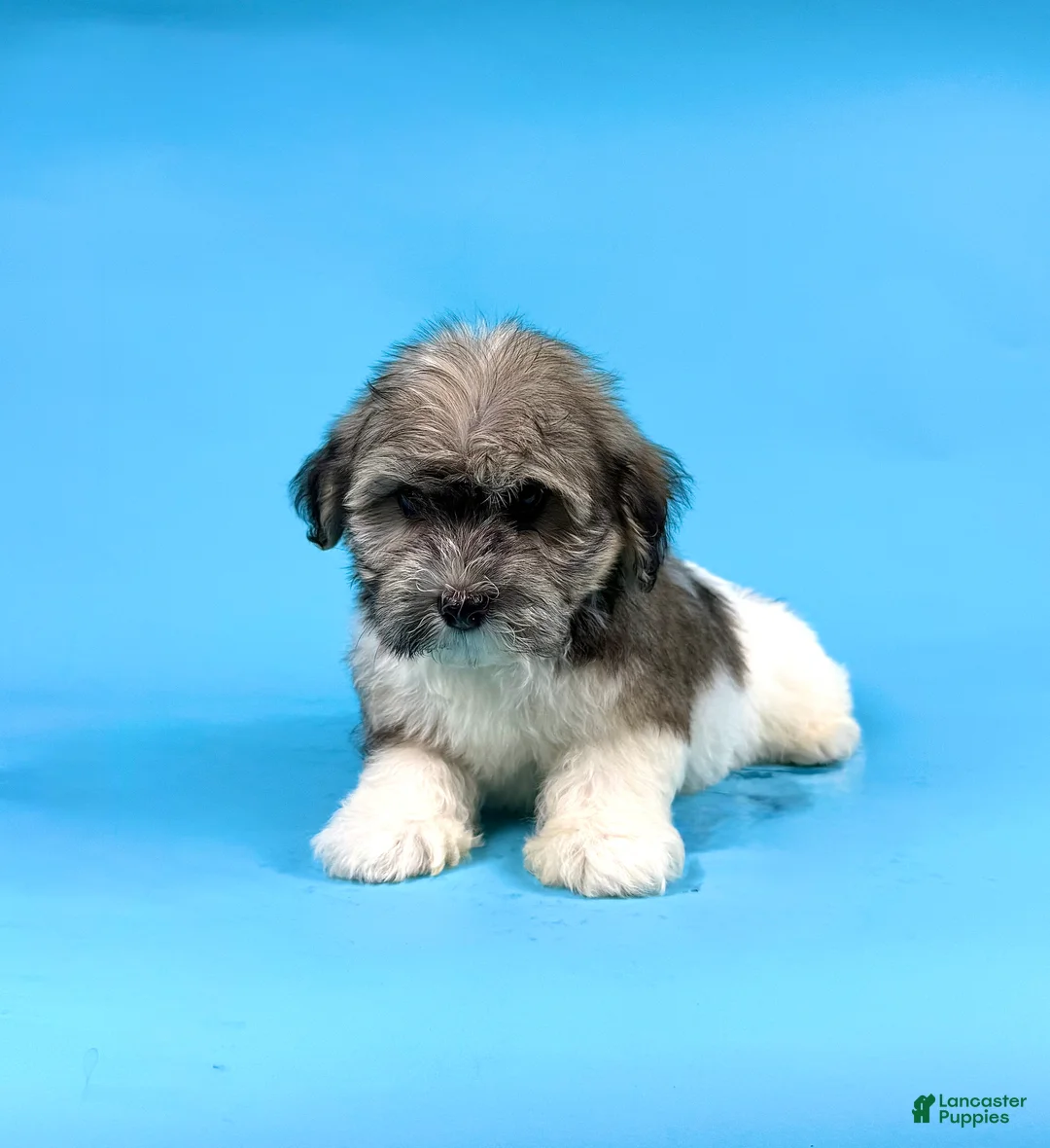 Havanese dogs for sale: ELMO - Ad 1
