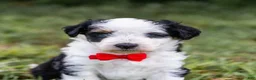 Aussiedoodle dogs for sale: Valor - Ad 3