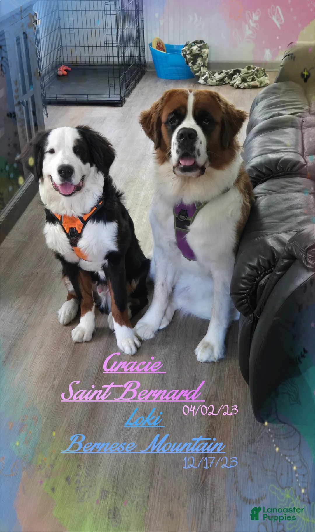 Gallery Image {{count}}