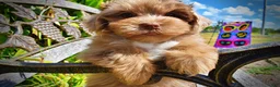 Havapoo dogs for sale: Kiwi - Ad 5