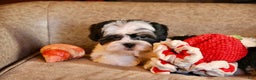 Shihpoo dogs for sale: Oliver - Ad 14
