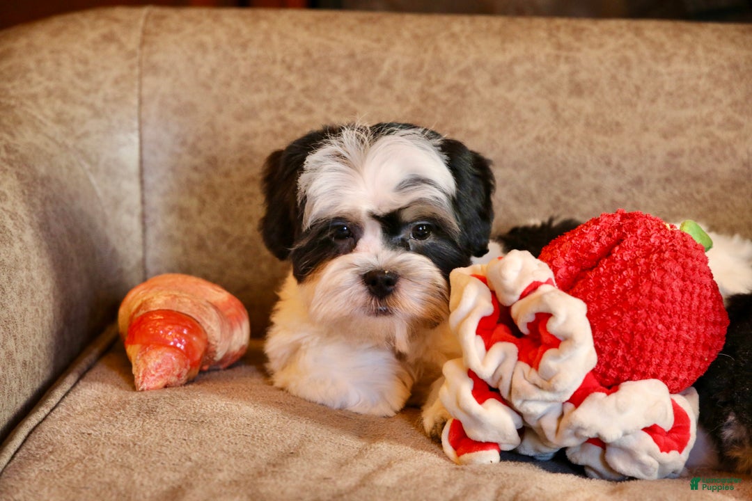 Shihpoo dogs for sale: Oliver - Ad 14