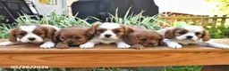 Cavalier King Charles Spaniel dogs for sale: Toby - Ad 3