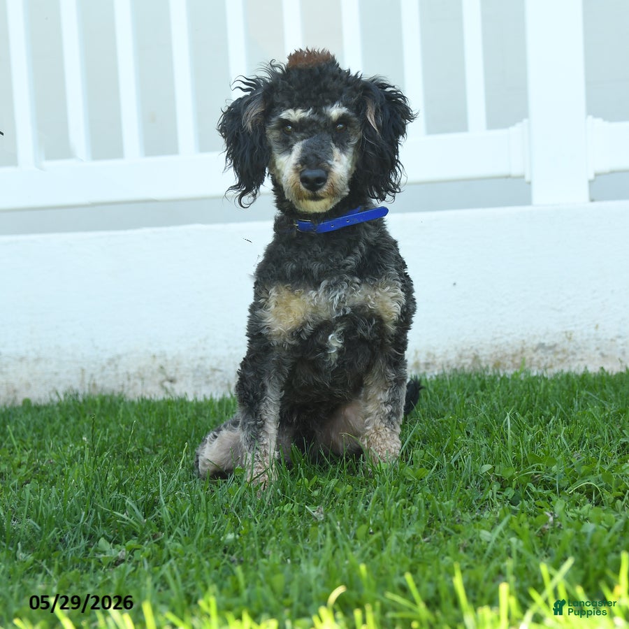 Miniature Poodle dogs for sale: Bubbles - Ad 2