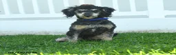 Miniature Poodle dogs for sale: Bubbles - Ad 1