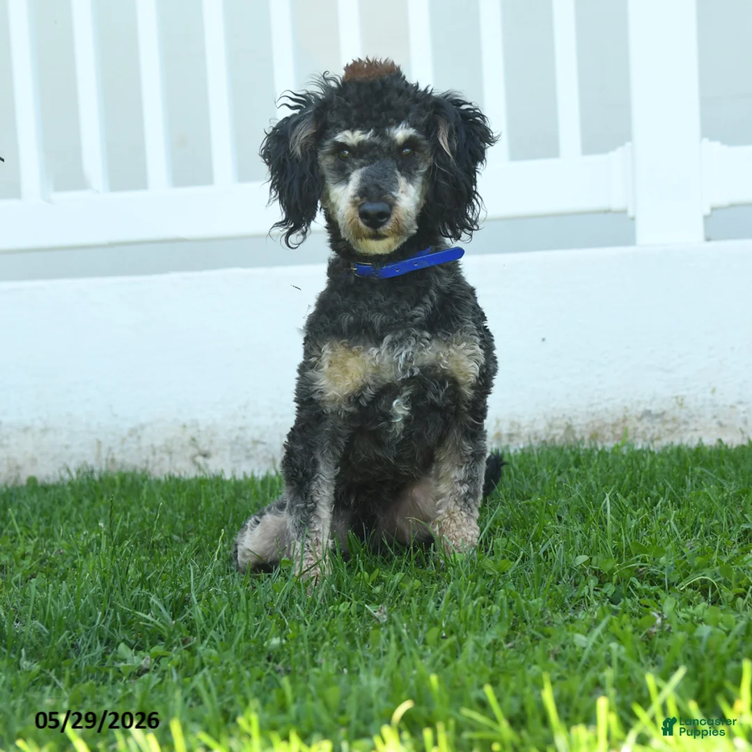 Miniature Poodle dogs for sale: Bubbles - Ad 1