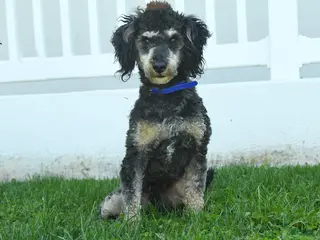 Miniature Poodle dogs for sale: Bubbles - Ad 2