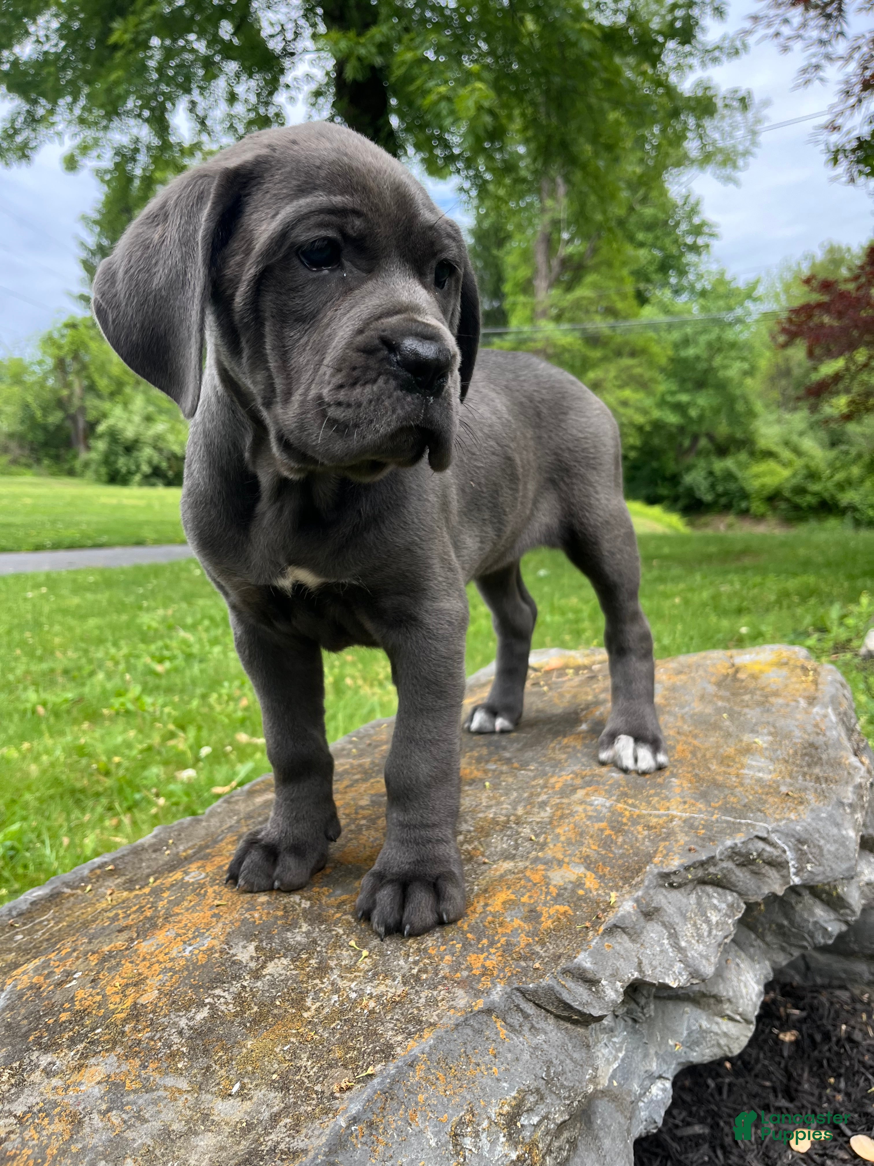 Cane Corso dogs Ivy  - Ad 2