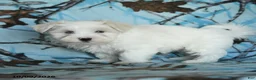 Maltese dogs for sale: Percy - Ad 4